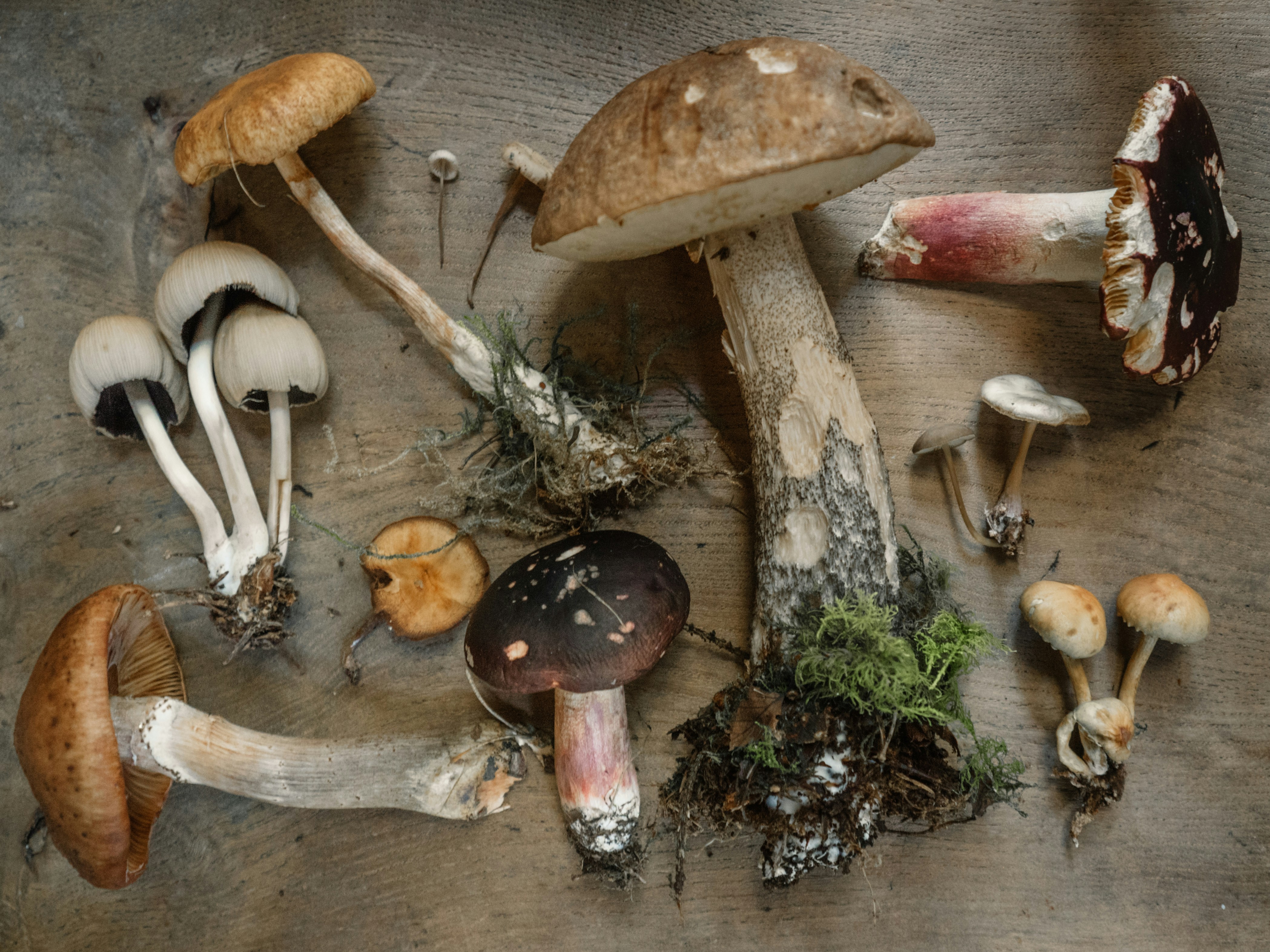 A Deeper Look at Mushroom Gummies: Meet the Mushrooms