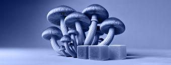 A Deeper Look at Mushroom Gummies: Meet the Mushrooms